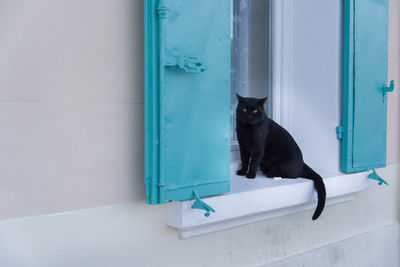 Portrait of black cat sitting on window