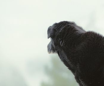 Close-up of horse against sky