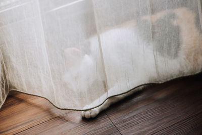 High angle view of white cat lying on hardwood floor