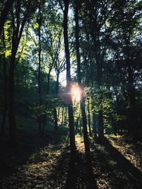 Sun shining through trees in forest