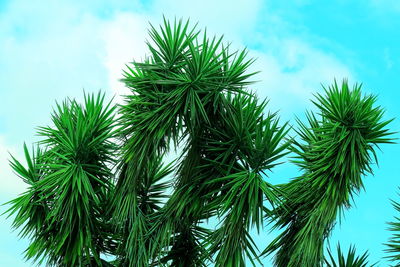 Low angle view of pine tree against sky