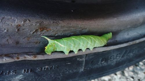 Close-up of insect on leaf