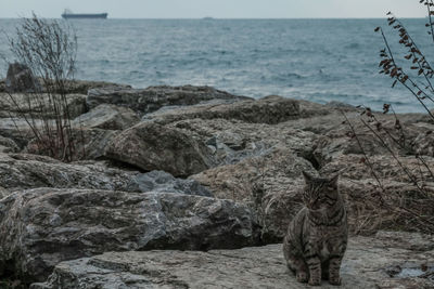 Stray cat standing on stones at istanbul beach
