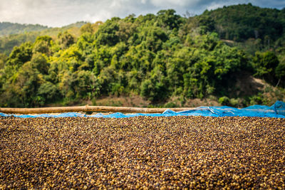 Drying raw coffee beans against mountains