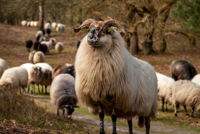 Herd of drentse heather sheep in the forest of the national forest and esdorp landscape