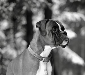 Close-up of dog looking away