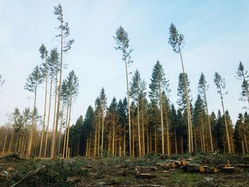 Panoramic shot of trees on field against sky
