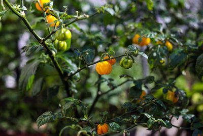 Close-up of red berries growing on tree