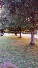 Trees on field