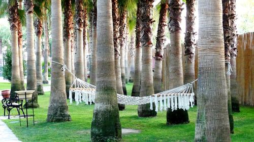 Panoramic shot of trees on field