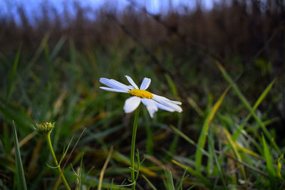 Close-up of white crocus flower on field