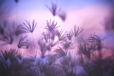 Close-up of stalks against sky during sunset