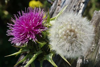 Close-up of thistle blooming outdoors