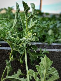 Close-up of fresh green plant in field