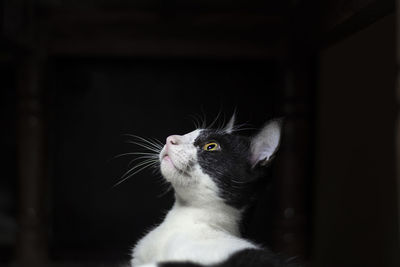 Close-up of cat looking away