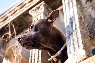 Close-up of a dog