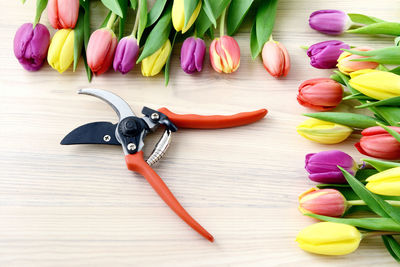 High angle view of colorful tulips by shears on table