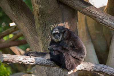 Monkey sitting on a tree