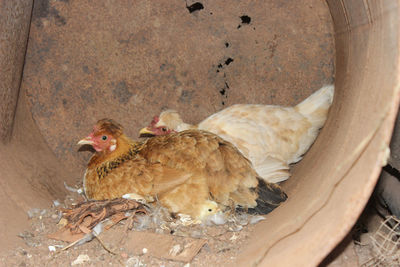 Close-up of birds in nest