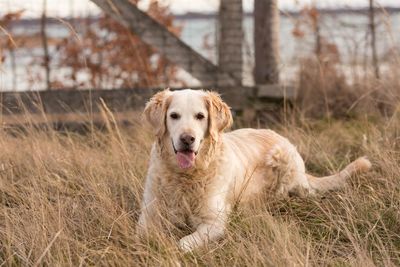 Portrait of golden retriever sitting on field