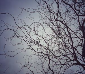 Low angle view of bare tree against clear sky