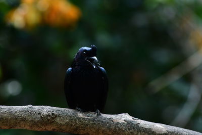 Close-up of bird perching on branch
