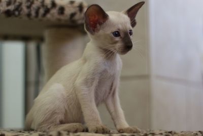 Close-up of a cat looking away