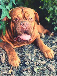 Close-up portrait of a dog