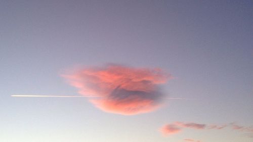 Close-up of jellyfish against sky