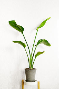 Strelitzia nicolai plant on a light background. home plants care concept. 