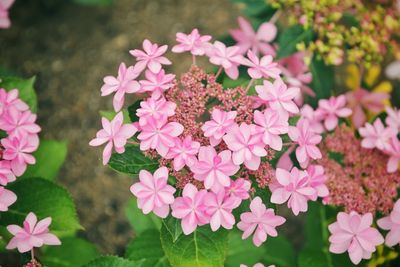 Close-up of pink flowering plants