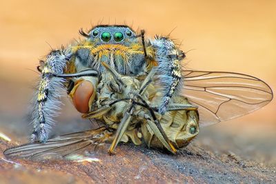 Close-up of insect on rock