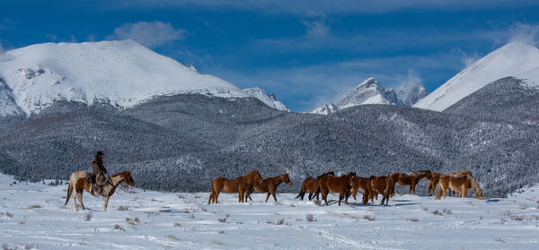 Horses on snow covered land against sky