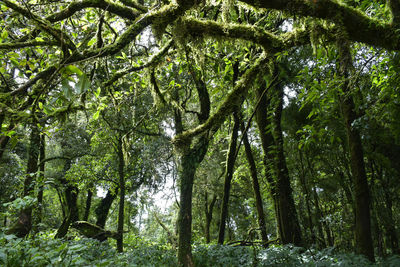 Low angle view of trees in forest