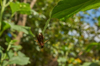 Close-up of insect on plant