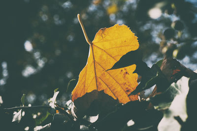 Close-up of yellow maple leaf