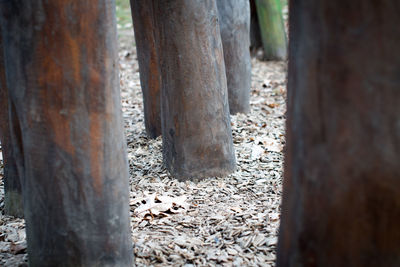 Low section of horse on tree trunk