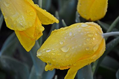 Close-up of raindrops on yellow rose