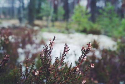 Close-up of plants growing in forest