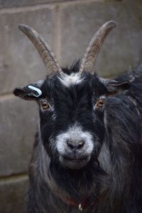 Portrait of goat standing against wall