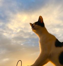 Low angle view of cat sitting against sky during sunset