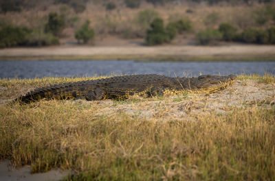 View of a crocodile on riverbank
