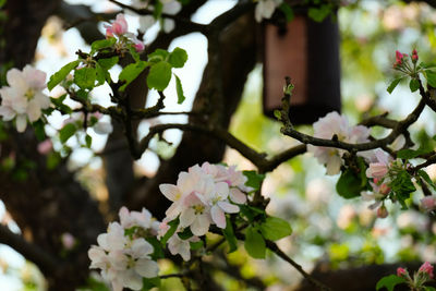 Close-up of pink flowers blooming on tree