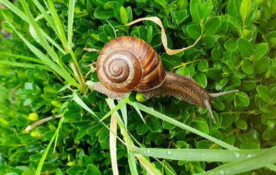 Close-up of snail on a plant