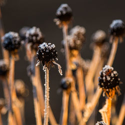 Close-up of wilted plant