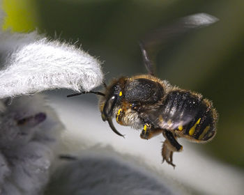 Close-up of bee on white flower