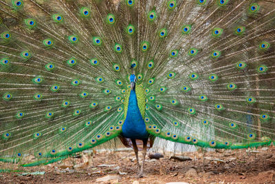 Portrait of peacock