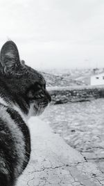 Close-up of horse on beach against sky