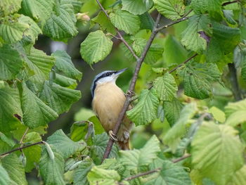 Close-up of bird perching on tree