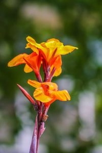 Close-up of orange flowering plant